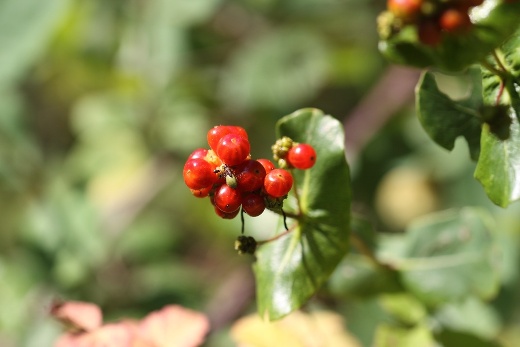 Lonicera implexa / Caprifoglio mediterraneo